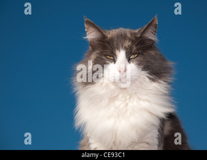 Diluito gatta calico con un atteggiamento contro il cielo blu chiaro Foto Stock