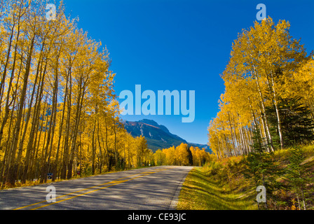 Autostrada vuota su strada e autunno Aspens a Muleshoe riposo Bow Valley Parkway il Parco Nazionale di Banff Alberta Canada Montagne Rocciose Foto Stock