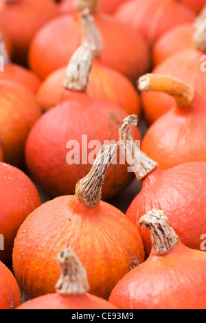 La Cucurbita maxima. Onion Squash raccolto. Foto Stock