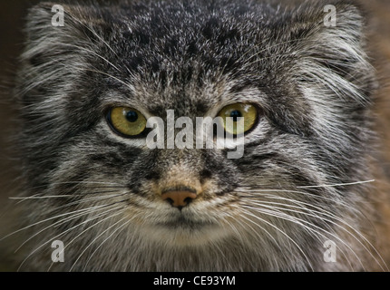 Manul, Pallascat o Felis otocolobus - Solitair undomesticated vivente il gatto selvatico che vivono in Asia centrale e con la Mongolia. Foto Stock