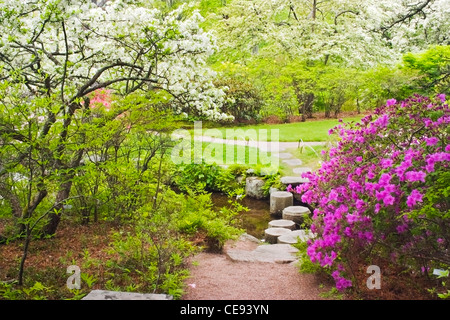 Colore delle molle in Asticou Azalea garden sull'isola di Mount Desert Maine. Foto Stock