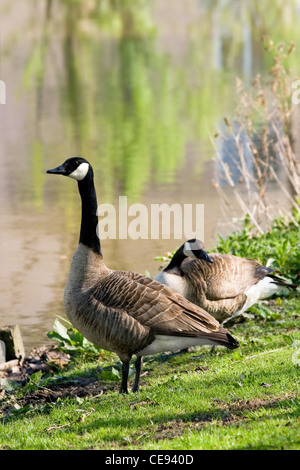 Paio di Canada- o di oche canadesi o Branta canadensis presso il Waterside alimentazione con erba - verticale Foto Stock