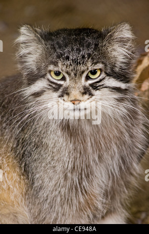 Manul, Pallascat o Felis otocolobus - Solitair undomesticated vivente il gatto selvatico che vivono in Asia centrale e con la Mongolia. Foto Stock