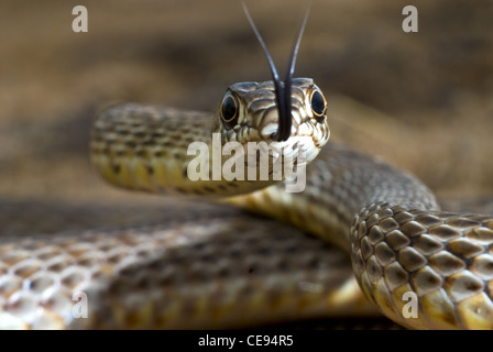 Western Coachwhip, (Coluber flagello testaceus), Valencia county, Nuovo Messico, Stati Uniti d'America. Foto Stock