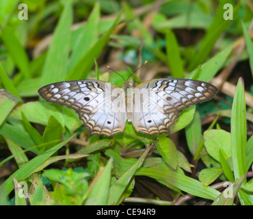 Butterfly Costa Rica Foto Stock