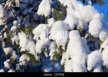 Ramo di pino innevato ( pinus sylvestris ) a Winter , Finlandia Foto Stock