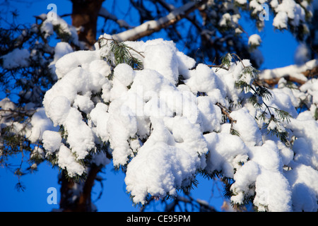 Ramo di pino innevato ( pinus sylvestris ) a Winter , Finlandia Foto Stock