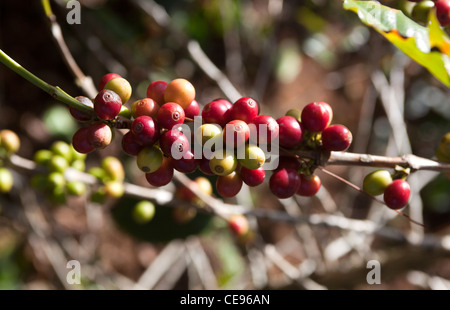 Piantagione di caffè vicino a Dalat Foto Stock
