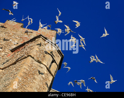 Uccelli in volo intorno ad una chiesa in pietra a torre. Foto Stock