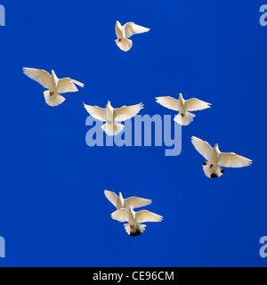 Sette white uccelli in volo contro un profondo blu cielo chiaro. Foto Stock