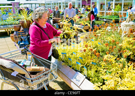 Shopping per le piante in un giardino centro NEL REGNO UNITO Foto Stock