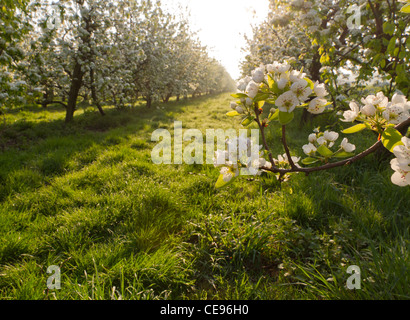 cherry blossom fruit orchard in spring Foto Stock