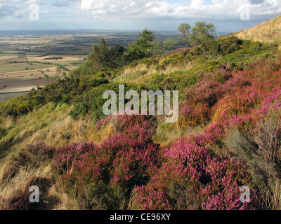 Erica (Erica) sul pendio di una collina con vedute distanti. Wrekin, Shropshire Foto Stock