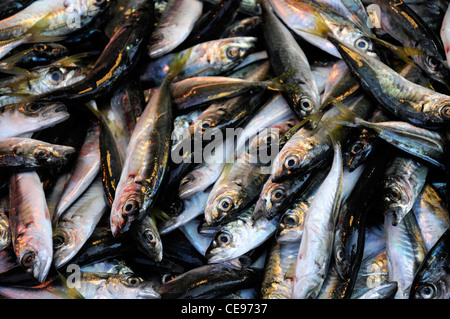 Fresche appena catturati sugarello sul display per la vendita al mercato del pesce balikcisi Ponte Galata Istanbul TURCHIA Foto Stock