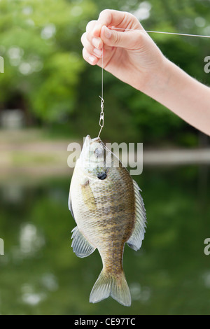 Stati Uniti d'America, Illinois, Metamora, ragazzo (10-11) mano azienda Bluegill (Lepomis macrochirus) sul gancio di pesca Foto Stock