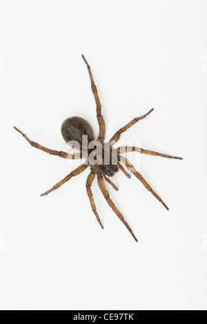 Studio shot di Wolf Spider (Hogna carolinensis) Foto Stock