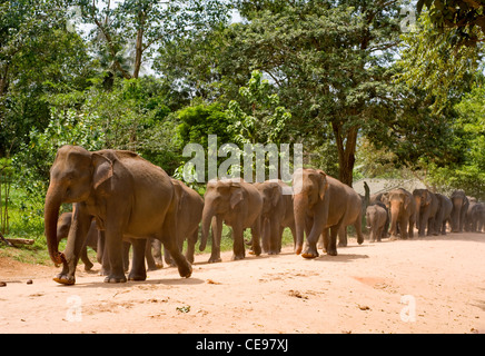 Gli elefanti all'Orfanotrofio degli Elefanti di Pinnawela, Sri Lanka Foto Stock