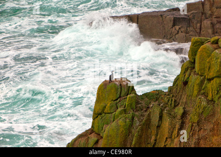 Lands End cormorano Foto Stock