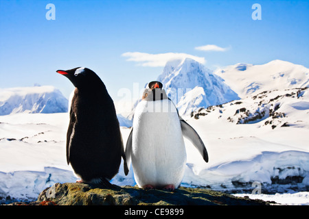 Due pinguini dreaming seduto su una roccia e montagne sullo sfondo Foto Stock