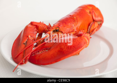 Stati Uniti d'America, Illinois, Metamora, Aragosta su piastra Foto Stock