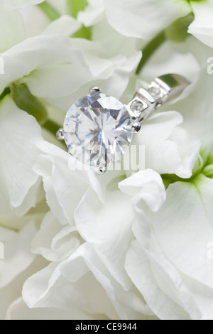 Close-up di corona diamantata in fiori bianchi Foto Stock