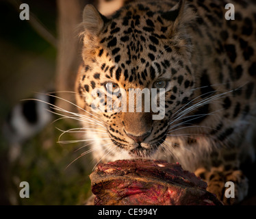 Femmina di Amur leopard mangiare carne Foto Stock