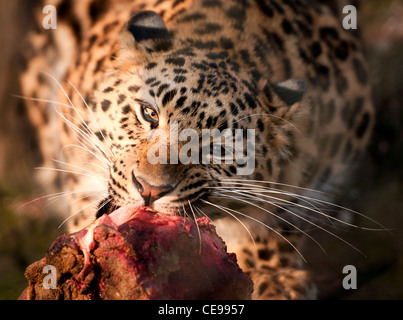 Femmina di Amur leopard mangiare carne Foto Stock