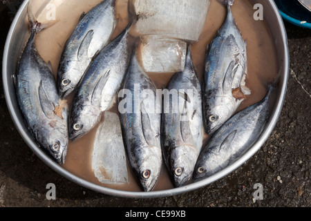 Il pesce in vendita al mercato di Ben Thanh, Città di Ho Chi Minh Foto Stock