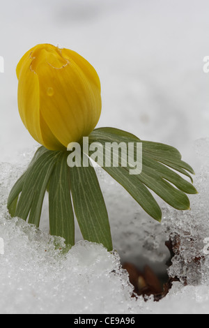 Aconitum invernale, Eranthis hyemalis, fioritura nella neve. Foto Stock