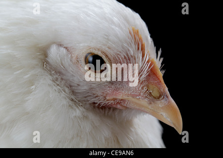 Close-up verticale di un bianco di gallina bantam su uno sfondo nero. Foto Stock