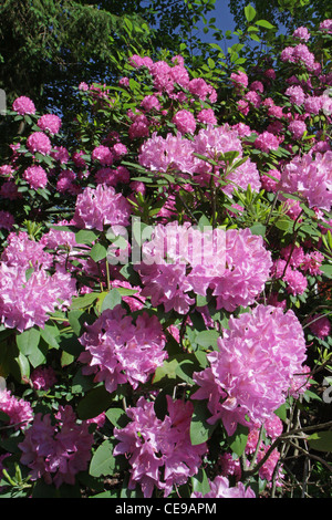 Una grande fioritura di rododendro comune bush, Rhododendron ponticum Foto Stock