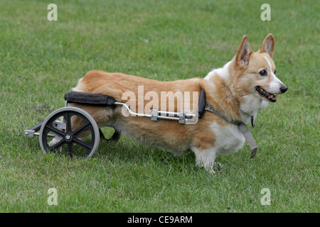 Un disabile Pembroke Welsh corgi con una sedia a rotelle per sostenere le sue zampe posteriori. Foto Stock