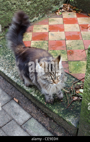 Gatto sul gradino Foto Stock