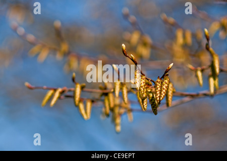 Il ramo con le gemme e le piccole pigne Foto Stock