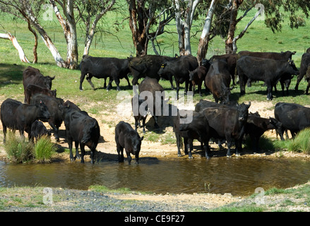 Una mandria di Aberdeen Angus bovini in piedi accanto a un fiume nel sud del Nuovo Galles del Sud, Australia Foto Stock