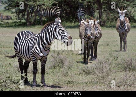 Zebre selvagge Foto Stock