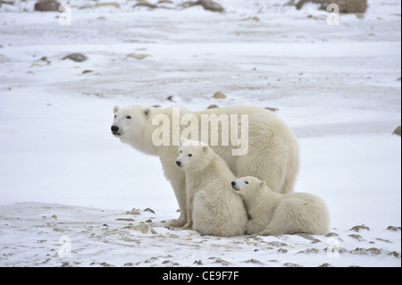 Ella polare-orsa con cuccioli. Foto Stock