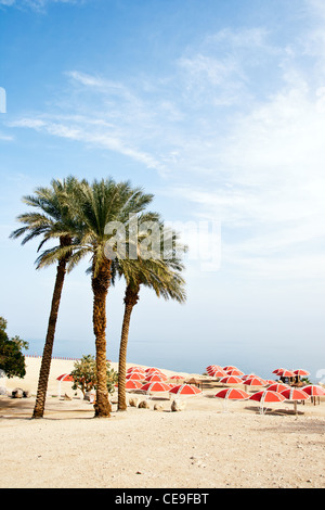 Ein Gedi oase presso il Mar Morto. Israele Foto Stock