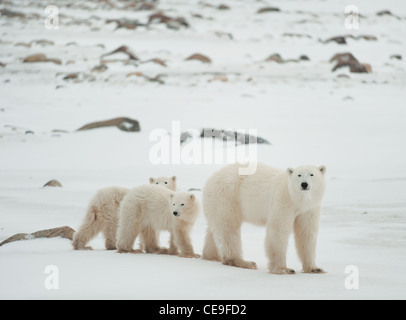Ella polare-orsa con cuccioli. Il Polar lei-orso con due bambini sulla neve-coperta costa. Foto Stock