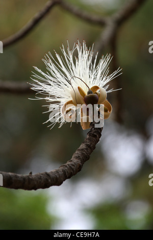 Pennelli per barba Tree Flower, Bombax ellipticum (B. elliptica), Bombacaceae, Malvaceae. Madagascar. Foto Stock