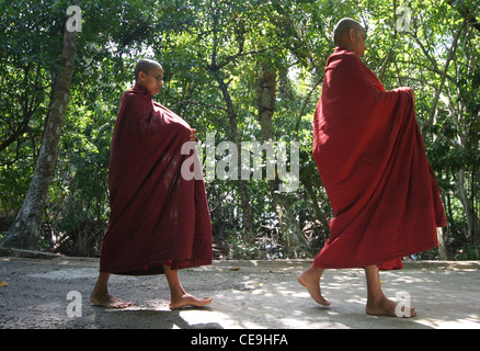 Una precessione dei giovani monaci buddisti di ritorno da una cerimonia Pindapata. Kogalla Tempio, a sud-ovest dello Sri Lanka Foto Stock