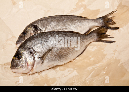Orata (mare) orate (Sparus aurata) pesci. Foto Stock