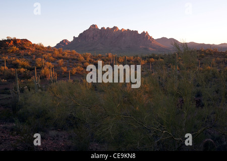Ironwood monumento nazionale, Ragged Top Mountain in distanza, Arizona Foto Stock