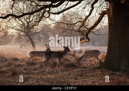 Cervi in Richmond Park su un gelido inverno mattina,Londra,UK Foto Stock