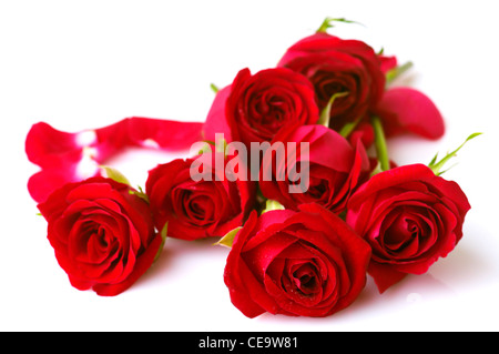 Immagine di rose su sfondo bianco. Foto Stock