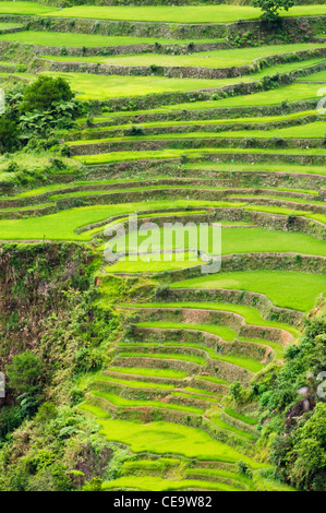 Maligcong terrazze di riso nelle Filippine. Foto Stock