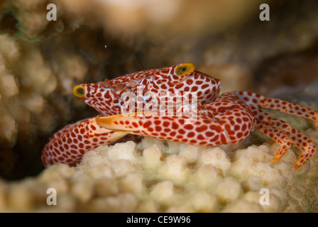 Un Rosso macchiato il granchio di guardia entro le fessure dei coralli duri (acropora) trovata a Bunaken Island, Indonesia Foto Stock