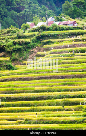 Maligcong terrazze di riso nelle Filippine. Foto Stock