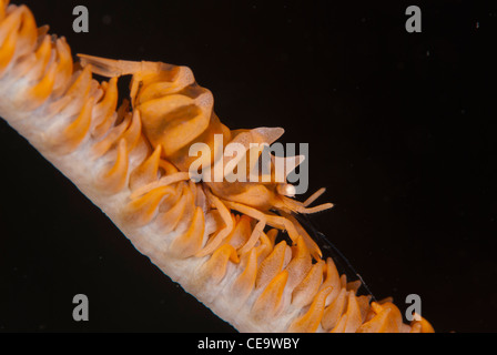 A Zanzibar i gamberi in appoggio con la frusta di corallo. Una perfetta mescolanza di colori di un master in camouflage, Bunaken Marine Park, Indonesia Foto Stock