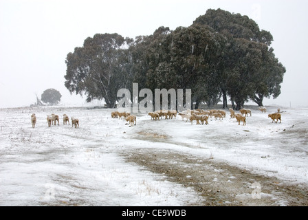 Pecora in piedi in una coperta di neve paddock in una fredda giornata invernale e, nei pressi di Crookwell, Nuovo Galles del Sud, Australia Foto Stock